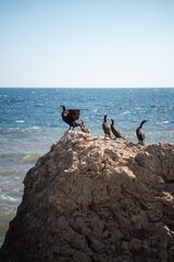Cormorants on the rock. Seabirds