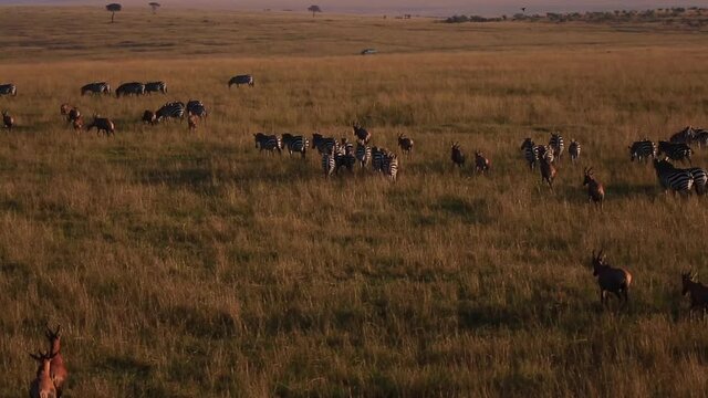 Aerial herd of antelopes and zebras running across dry African Savanna grasslands during golden sunset at Maasai Mara National Reserve, Kenya