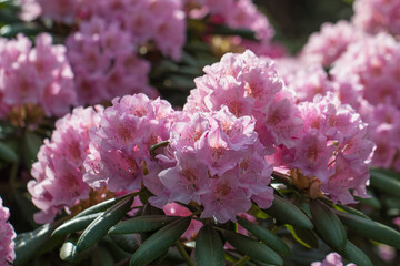 Closeup macro photo of a beautiful pink Rhododendron
