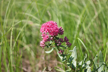 Pink-burgundy orpine flower (Hylotelephium telephium or Sedum telephium) in a meadow in the forest. Summer medicinal plant.