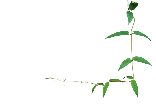 Nature frame border with green leaves vines ivy plant, skunkvine or Chinese fever vine tropical forest climbing vine plant isolated on white background with clipping path..