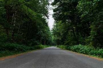 road in the woods