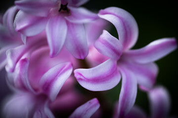 Fototapeta na wymiar Macro of Common Hyacinth