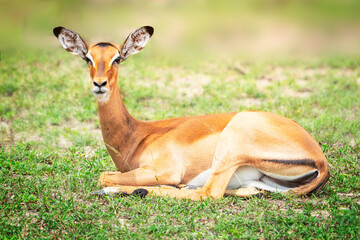 Full size portrait of south african slender hornless female impala antelope with reddish brown glossy coat and big ears peacefully laying or resting on grass of serengeti reserve savannah. Horizontal