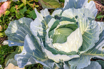Head of green fresh cabbage