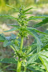 Male Cannabis Plant