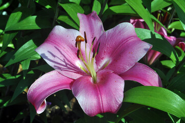 Lily OT Hybrid Donato pink flower blooming at the sun.