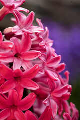 Macro of Common Hyacinth