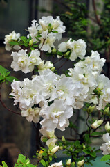 A close up blooming white Rhododendron 'Niobe' bush with double flowers in the botanical garden.
