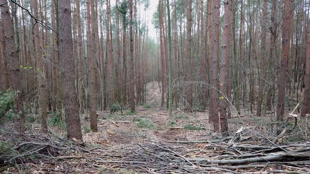 R&uuml;ckegasse im Wirtschaftswald nach Baumf&auml;llung mit Harvester, R&uuml;ckeweg, Holzernte, Forstwirtschaft, Waldumbau
