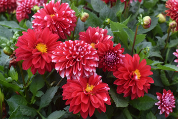 Mix of red and red with white dahlias © nu4to