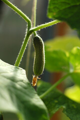 green cucumber on a vine