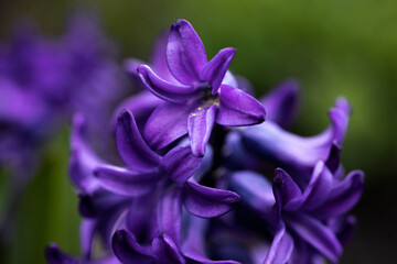 Macro of Common  Hyacinth 