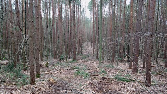 R&uuml;ckegasse im Wirtschaftswald nach Baumf&auml;llung mit Harvester, R&uuml;ckeweg, Holzernte, Forstwirtschaft, Waldumbau
