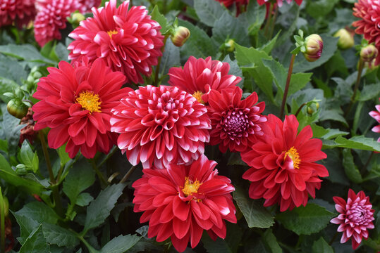 Mix of red and red with white dahlias