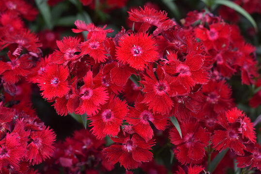 The energetic red flowers of Rockin Red Dianthus Sweet William. 