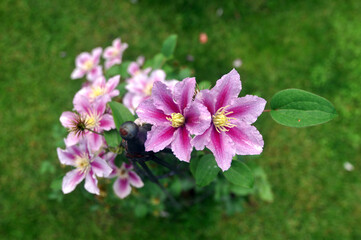 pink Clematis  flowers in the garden