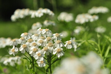white Achillea flowers in the meadow