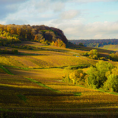 Vignoble de Chamery en Champagne automne