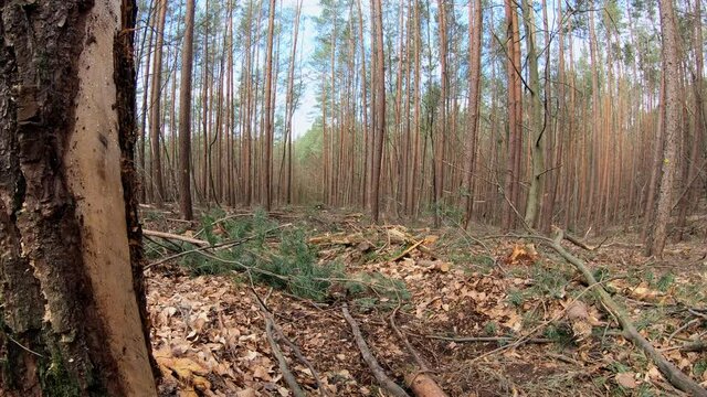 R&uuml;ckegasse im Wirtschaftswald nach Baumf&auml;llung mit Harvester, R&uuml;ckeweg, Holzernte, Forstwirtschaft, Waldumbau
