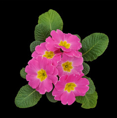 pink primroses with yellow centers isolated on black backgrounnd