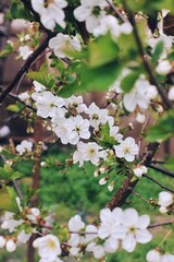 Cherry tree flowers