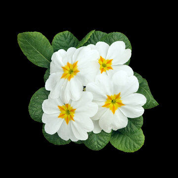 white primroses with yellow centers isolated on black backgrounnd