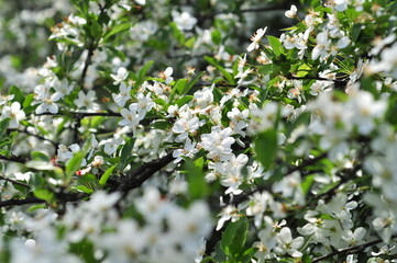 A large bush blooming white Prunus mahaleb or the mahaleb cherryin the botanical garden.