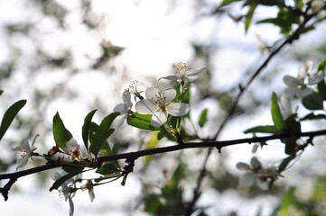 The close up large bush blooming white Prunus mahaleb or the mahaleb cherry in the botanical garden.