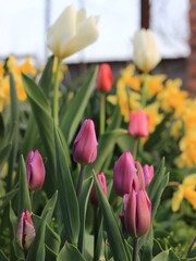 red and white tulips