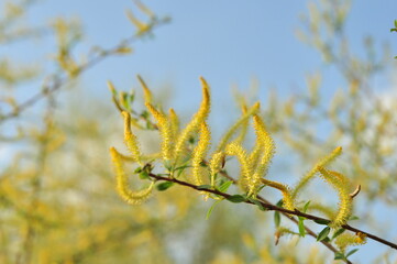 Branch with yellow catkins of salix triandra or almond willow on the blue sky background