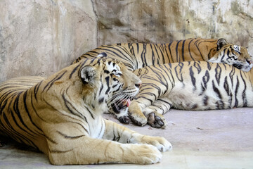 Um tigre olhando para camera deitado com outros em bando.