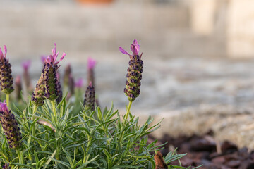 Spanish lavender flower or topped lavender outdoors Lavandula stoechas