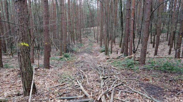Gang durch R&uuml;ckegasse im Wirtschaftswald nach Baumf&auml;llung mit Harvester, R&uuml;ckeweg, Holzernte, Waldumbau, Reifenspuren, Handkamera, Gimbal

