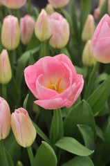 Obraz na płótnie Canvas pink tulips in garden