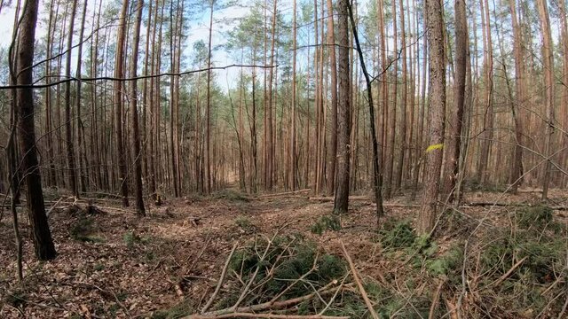 Gang durch R&uuml;ckegasse im Wirtschaftswald nach Baumf&auml;llung mit Harvester, R&uuml;ckeweg, Holzernte, Waldumbau, Reifenspuren, Handkamera, Gimbal
