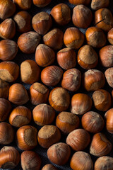 Raw Organic Unshelled Hazelnuts