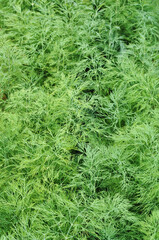 Fluffy green dill grows in the garden