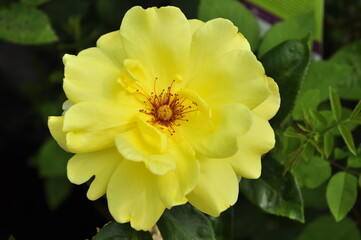 A single flower of yellow floribunda rose 'Sun Flare'