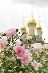A blooming bush of budding soft pink roses, a blurry church in the background.