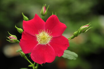 The close up of blooming red rose with a blurred background.