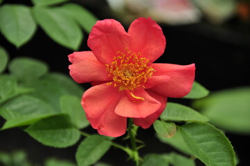 Obraz premium The close up of blooming red rose among green leaves.