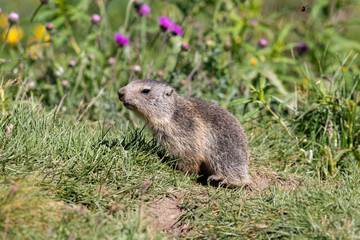 Marmotta nel parco del Gran Paradiso