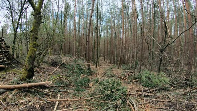 R&uuml;ckegasse im Wirtschaftswald nach Baumf&auml;llung mit Harvester, R&uuml;ckeweg, Holzernte, Waldumbau, Schwenk
