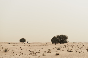Trees growing in wild desert. Nature landscape. Sandy dunes and desert vegetation