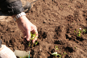 In the spring, a woman plants vegetables in the garden.