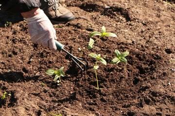 In the spring, a woman plants vegetables in the garden.