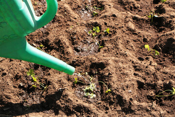 In the spring, a woman plants vegetables in the garden and waters them from a watering can.