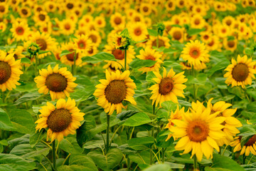 Sunflowers blooming in the field