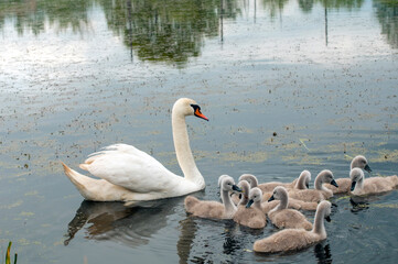 pair of swans with little swans